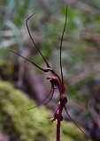 Acianthus caudatus Mayfly Orchid(b)